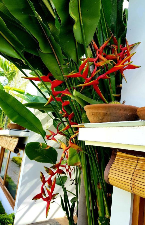 The Edicha Bed & Breakfast Lovina  Bagian luar foto